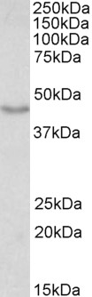 WB - Doublecortin / DCX (aa232-242) Antibody (internal region) AF3487a